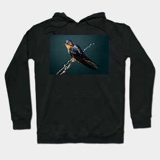 Barn Swallow Looking Over It's Shoulder Hoodie